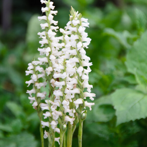 Spiranthes cernua