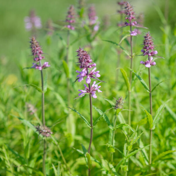 Stachys palustris
