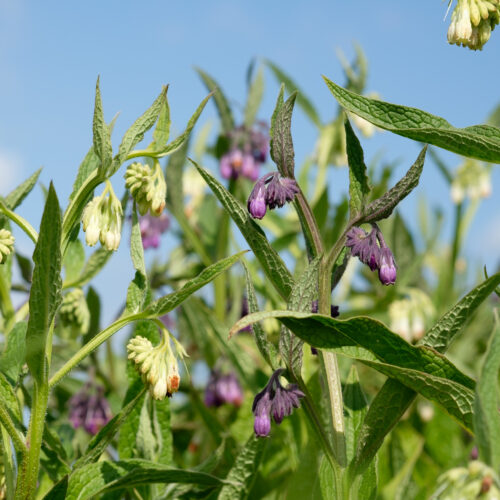 Symphytum officinale
