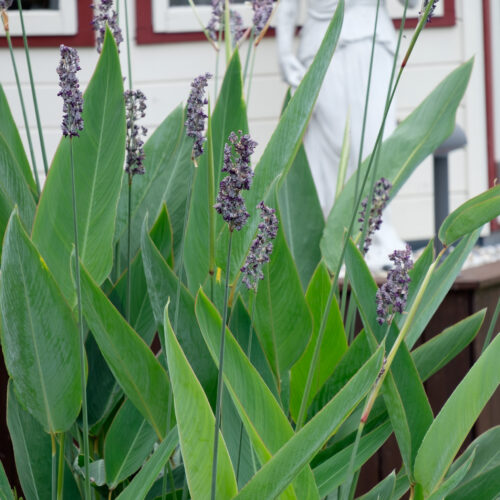 Thalia dealbata