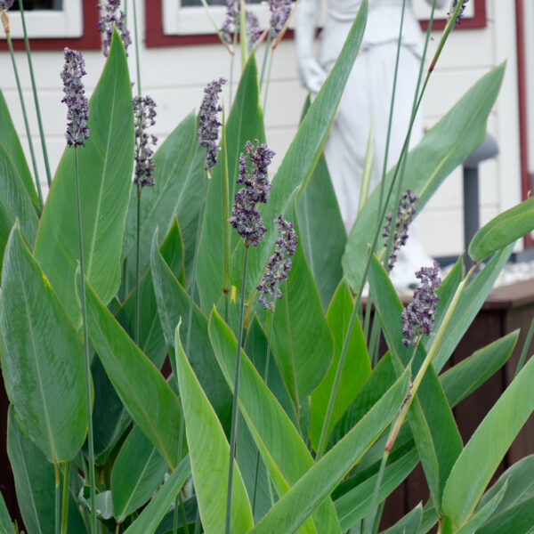 Thalia dealbata