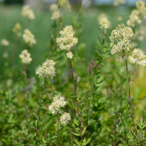 Thalictrum flavum