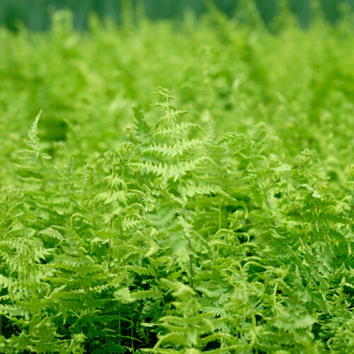 Thelypteris palustris