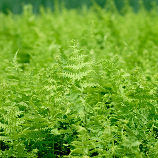 Thelypteris palustris
