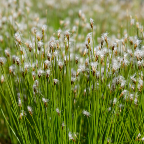 Trichophorum alpinum