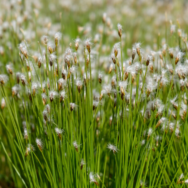 Trichophorum alpinum
