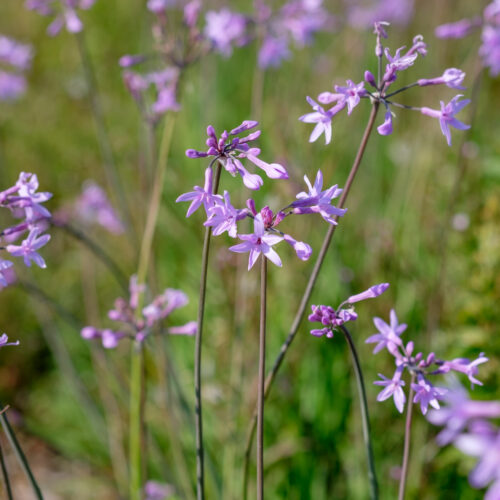 Tulbaghia violacea