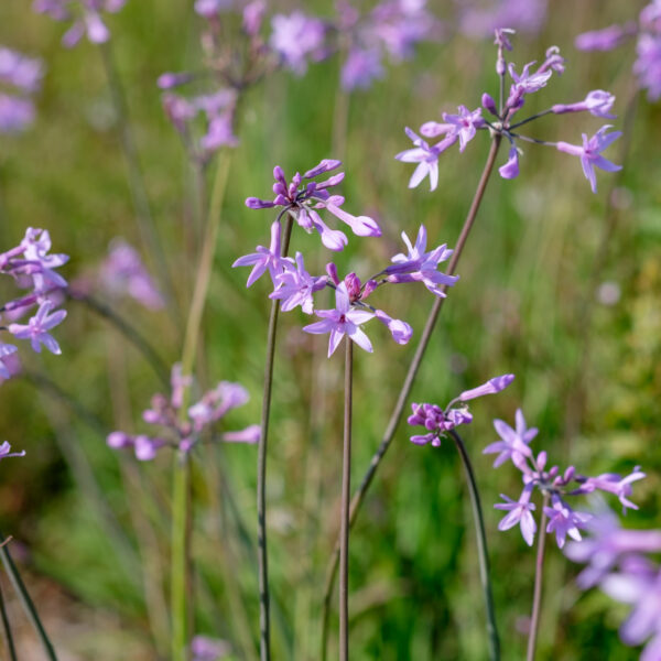 Tulbaghia violacea