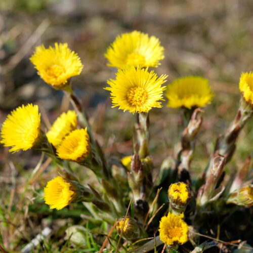 Tussilago farfara
