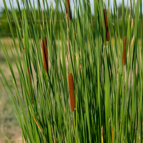 Typha angustifolia