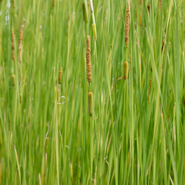 Typha gracilis