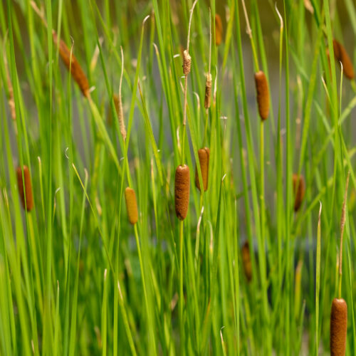 Typha laxmannii