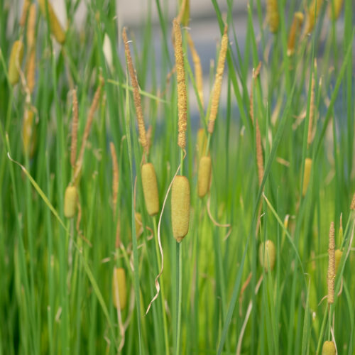 Typha shuttleworthii