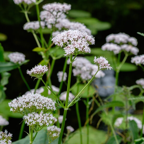 Valeriana officinalis