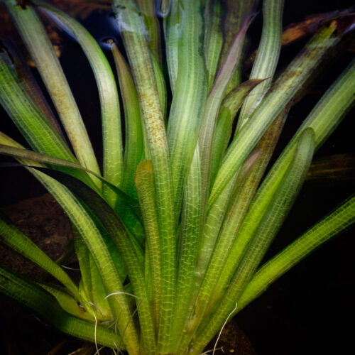 Vallisneria americana 'Gigantea'
