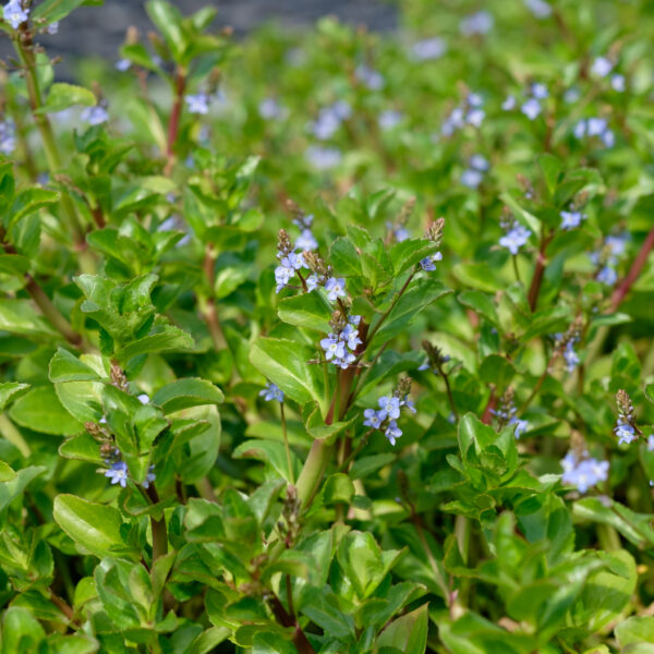 Veronica beccabunga