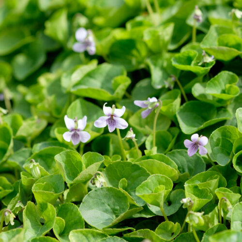 Viola palustris