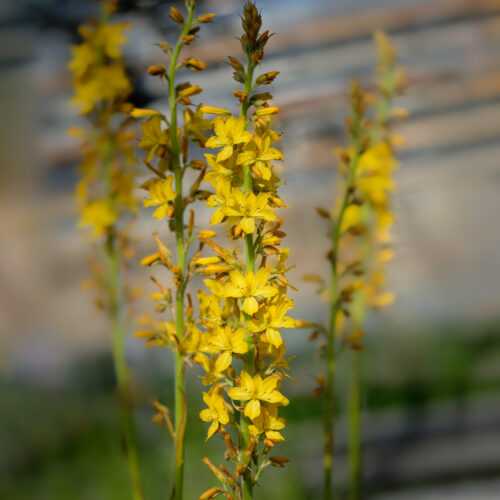 Wachendorfia thyrsiflora