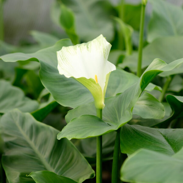 Zantedeschia aethiopica Green Goddess 
